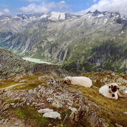 Local guided hike at Grimsel Pass