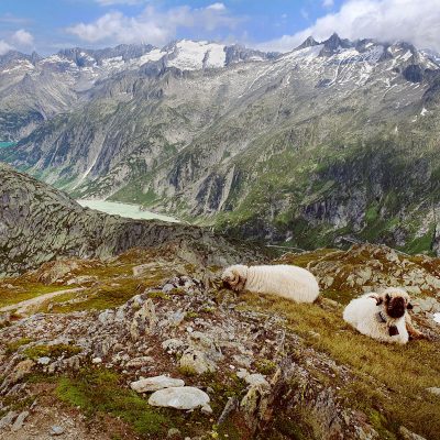 local-guide-hiking-grimsel-pass-3
