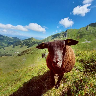 wildlife-switzerland-guiding-hiking-tours-17