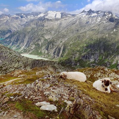 private-guided-alpine-discovery-swiss-mountains